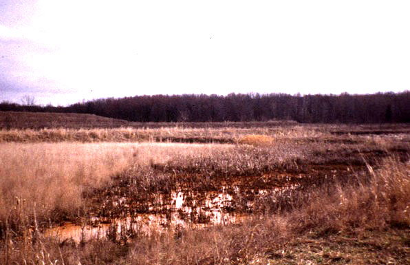 failed wetland